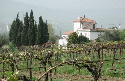 Pier Delle Vigne B&B - Foto 17