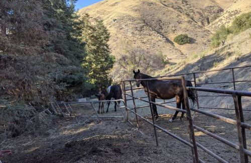 Farm house retreat on the hills near BART - Foto 12