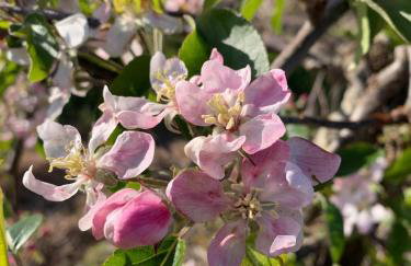 Farmhouse Apartment with Paddock & Orchard Views - Foto 9