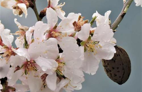 Niriides Studios - Foto 26