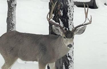 Mountain Cabin Retreat in the Pines - Foto 32