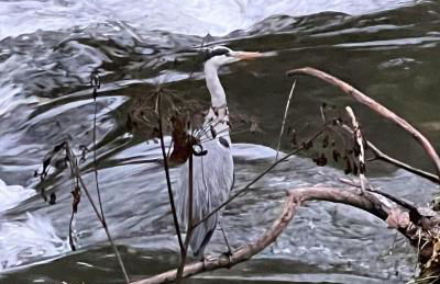 Heron's Rest - Photo 26