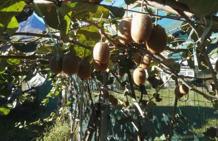 Agriturismo Al Palaz - Foto 26