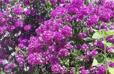 House Silvana - apartment with garden view - Photo 27