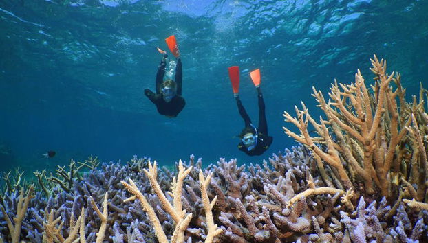 Silversonic Outer Barrier Reef Cruise from Port Douglas - Foto 3