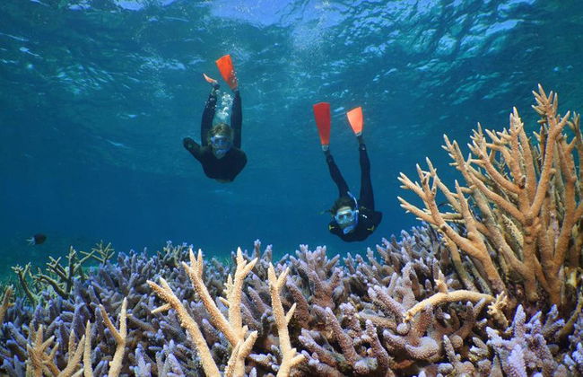 Silversonic Outer Barrier Reef Cruise from Port Douglas - Foto 3