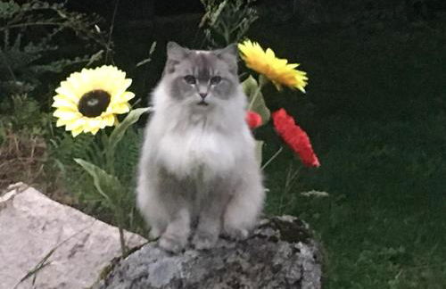 Gite Les Sources - Foto 30