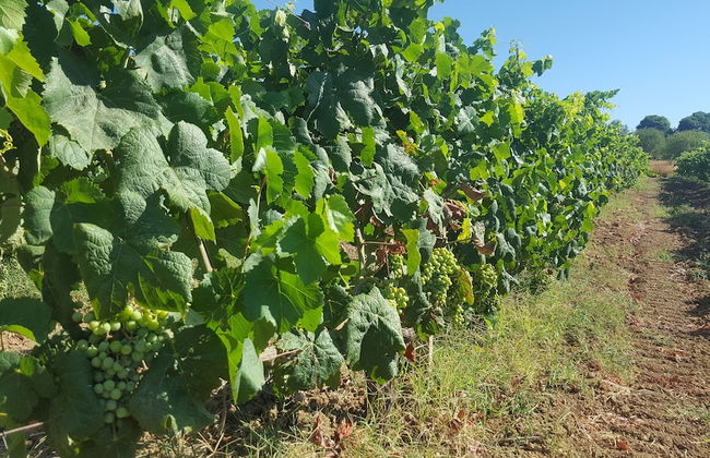 Casale delle Rose - Photo 27