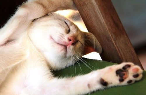 Vale do Guizo: Casa Poente on the contryside, close by the sea. - Photo 23