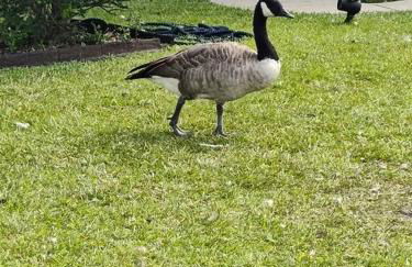 Workers Love It Here! 3 Bedroom House with screened in porch - Foto 13