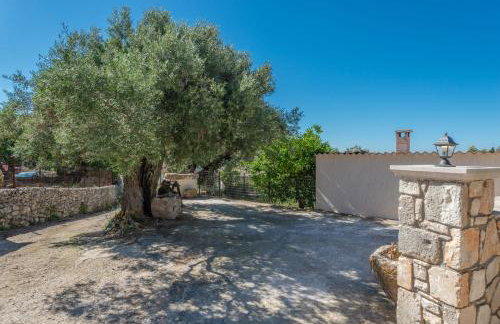 Sempreviva - Foto 48