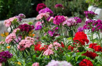 Apartmani Jolic - Foto 8