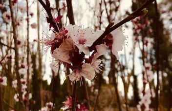 Can Còdol de Fluvià - Casita - Foto 27