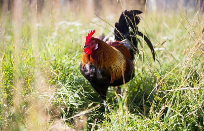 Nymarksminde Apartments & Farmpark - Foto 28