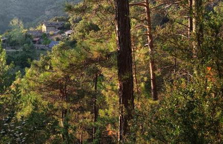 Tiny House El Forn de La Pegatera - Photo 34