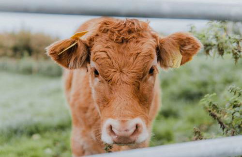 Briarfield Farm Stays - Uisce Cabin - Foto 21