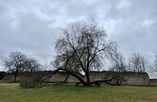 Delux Ferienwohnung Kunstgalerie und Ilmradweg - Photo 68