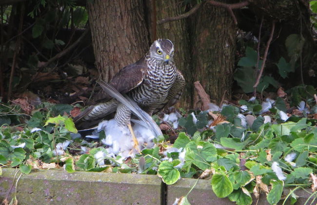 Traditional Apartment near Sea in Kühlungsborn - Foto 8