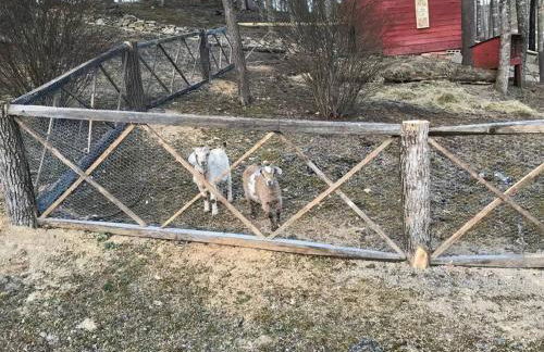 Petting Zoo! Hot Tub, 15 acres, stream & Romance! - Foto 17