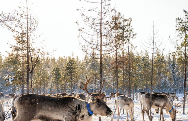 The Elegant Haistila - Foto 65