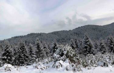 Παραδοσιακή πέτρινη κατοικία στην Βλάχα Ελάτης - Foto 25