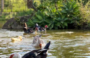 Seu Refúgio Rural Piscina Privativa e Natureza - Foto 79