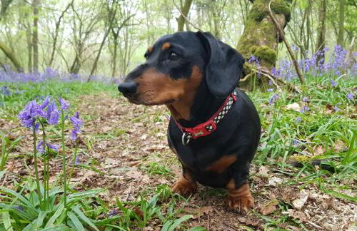 The Mews @ The Pheasant - Foto 42