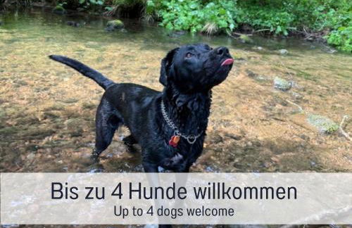 Hüttenchalet Waldschatz mit Sauna, Kamin und eingezäunt - Foto 2