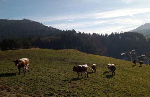 s'heimatgfühl - Foto 3