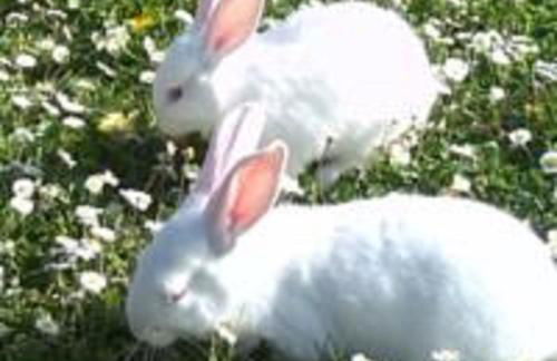 Agriturismo Il Giardino - Photo 17