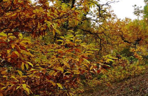 Quinta das Colmeias - Foto 9