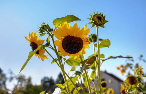 Ferienwohnungen Stolzenhagener 7 - Foto 9