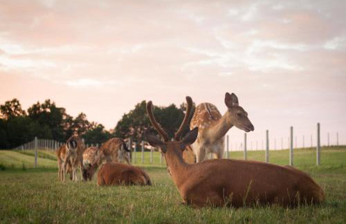 Zagroda Nad Kotelnią - Foto 62