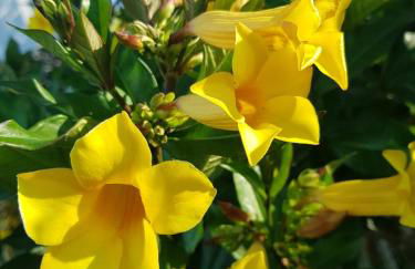 Condominio Vila Lila - Foto 50