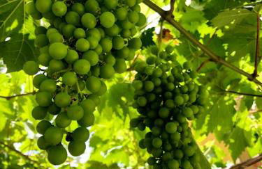 Hotel Rural Vilaflor Self Check In 24h - Foto 12