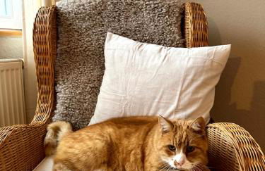 Ferienhaus am Saaler Bodden - Foto 45