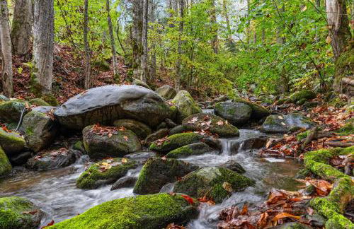 Little Bird Cabin by American Patriot Getaways - Foto 27