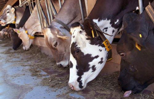 Agritur Maso Chemela - Foto 30