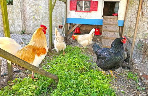 Quintinha da Evangelina - Foto 50