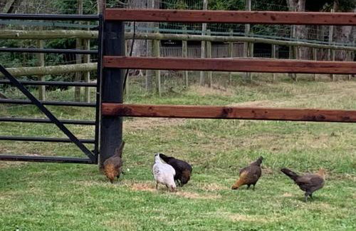 The Paddocks - Spacious annexe with rural outlook. - Foto 30