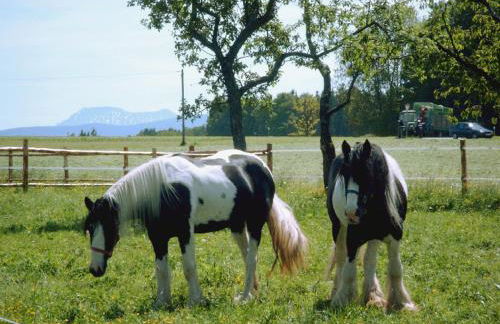 Ferienwohnung Held - Photo 3