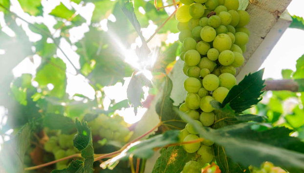 Vigne à Aranda de Duero