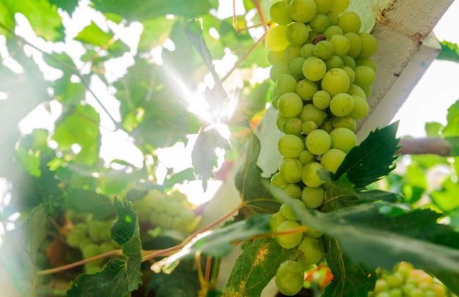 Visite du musée du vin d'Aranda de Duero - Photo 2