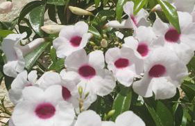 Villa Maria PF - Foto 22