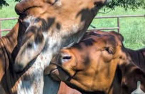 Gerrie's Place at Figment Ranch Foundation Animal Sanctuary near Round Top Texas - Foto 24