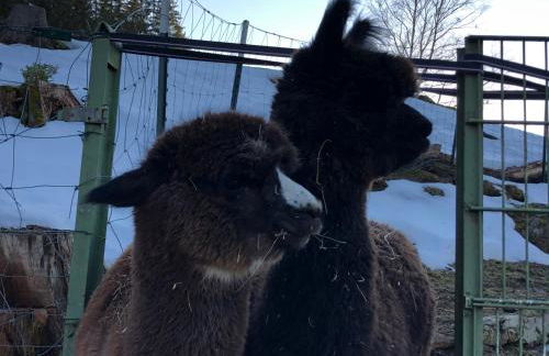Alpaka Haus Sanssouci Tanne Oberharz - Foto 10