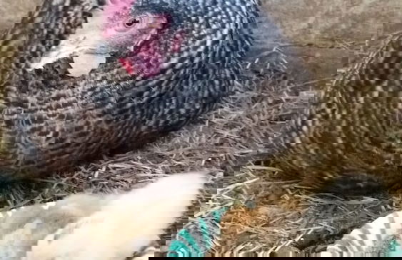 Steigmatt Bauernhof - Erlebnis - Foto 65