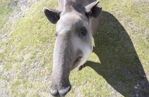 Luxuszelt im Serengeti Park - Foto 29