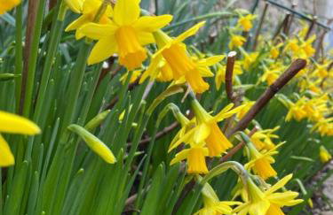 New build eco house in walled garden, Rostrevor - Photo 3