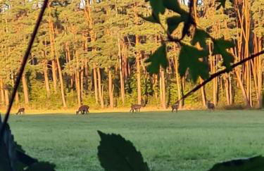 Gite des Terres Noires (nouveau logement) - Foto 11